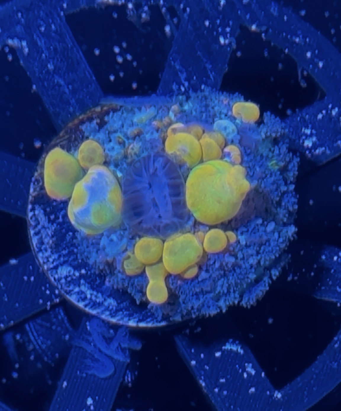 Personal experience - OG bounce Coral Mushroom