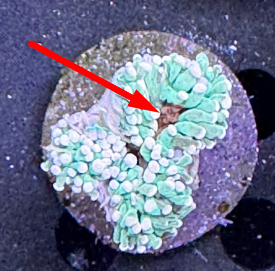 Why is my torch coral shrinking and releasing brown slime?