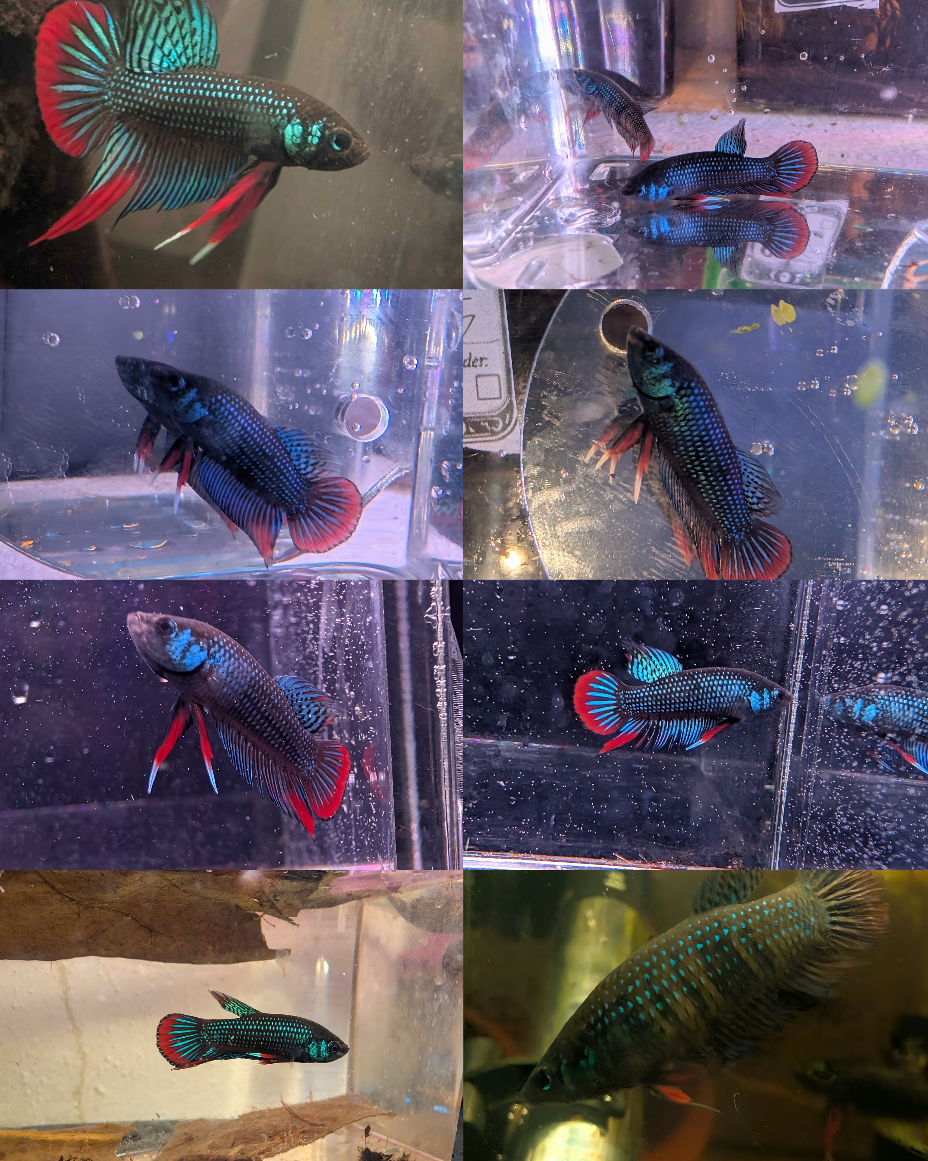Betta Imbelis - Rare Wild Type Betta Fish - Franks Bettas Line listing image
