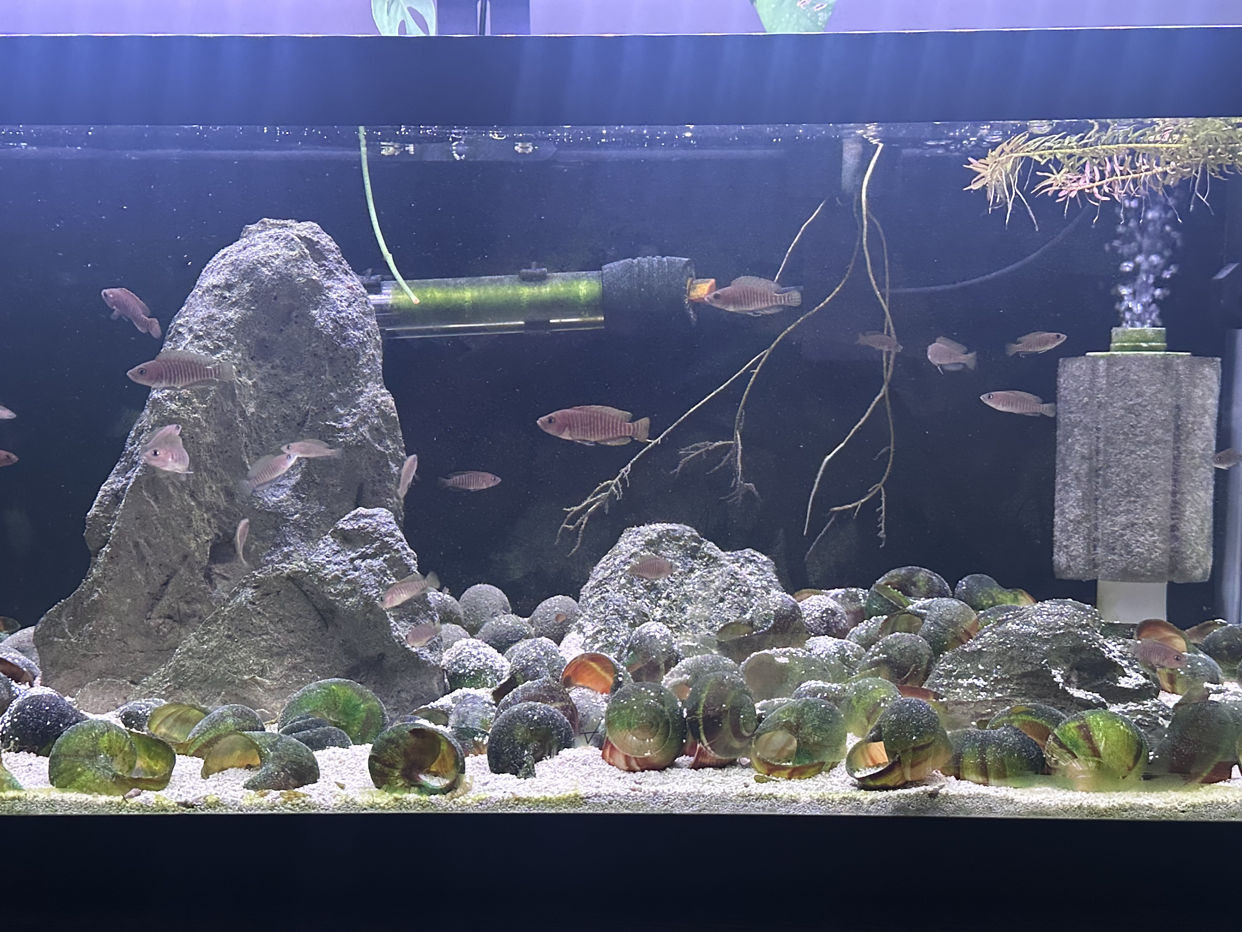 Neolamprologus multifasciatus (multis) listing image