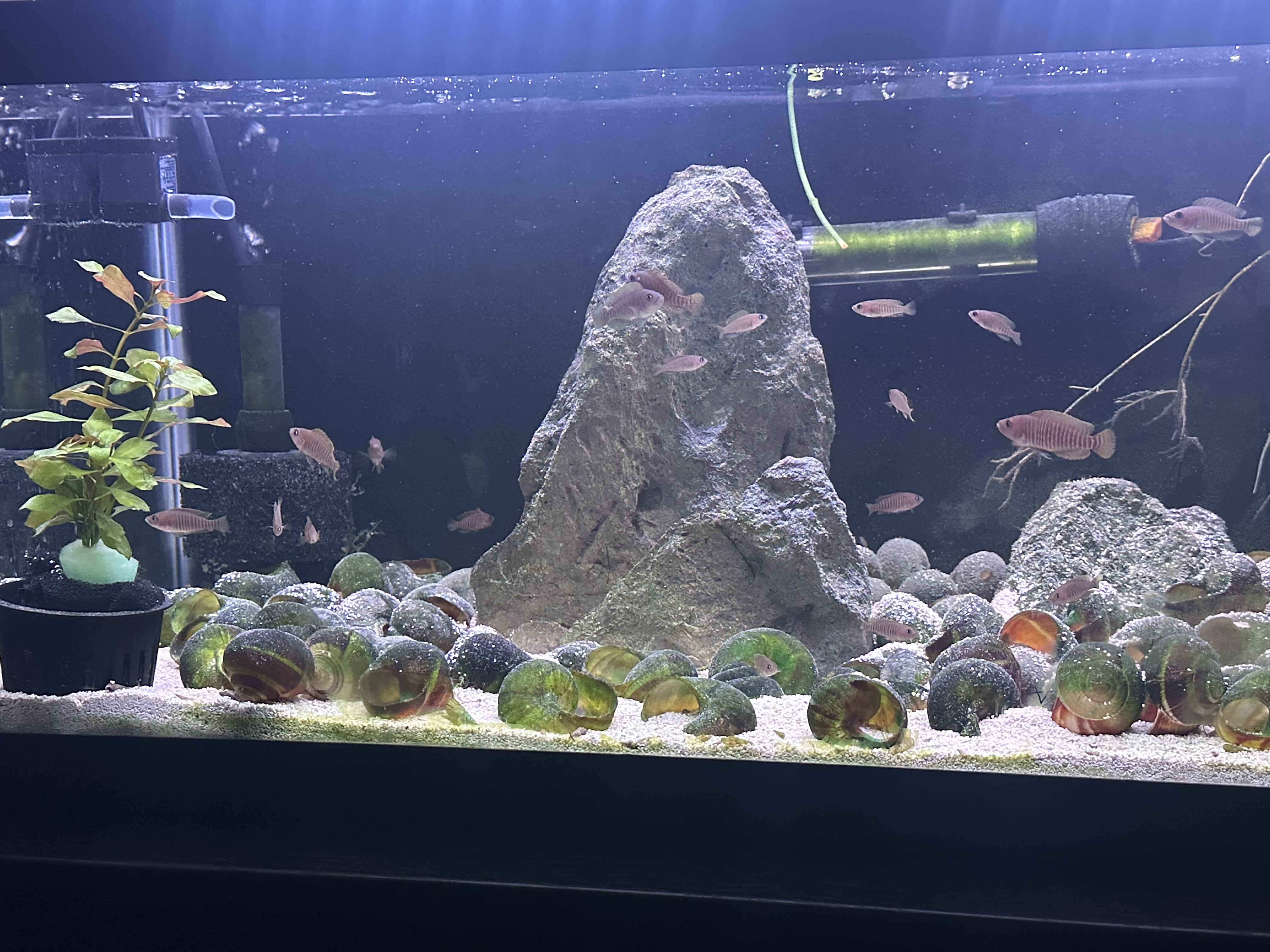 Neolamprologus multifasciatus (multis) listing image