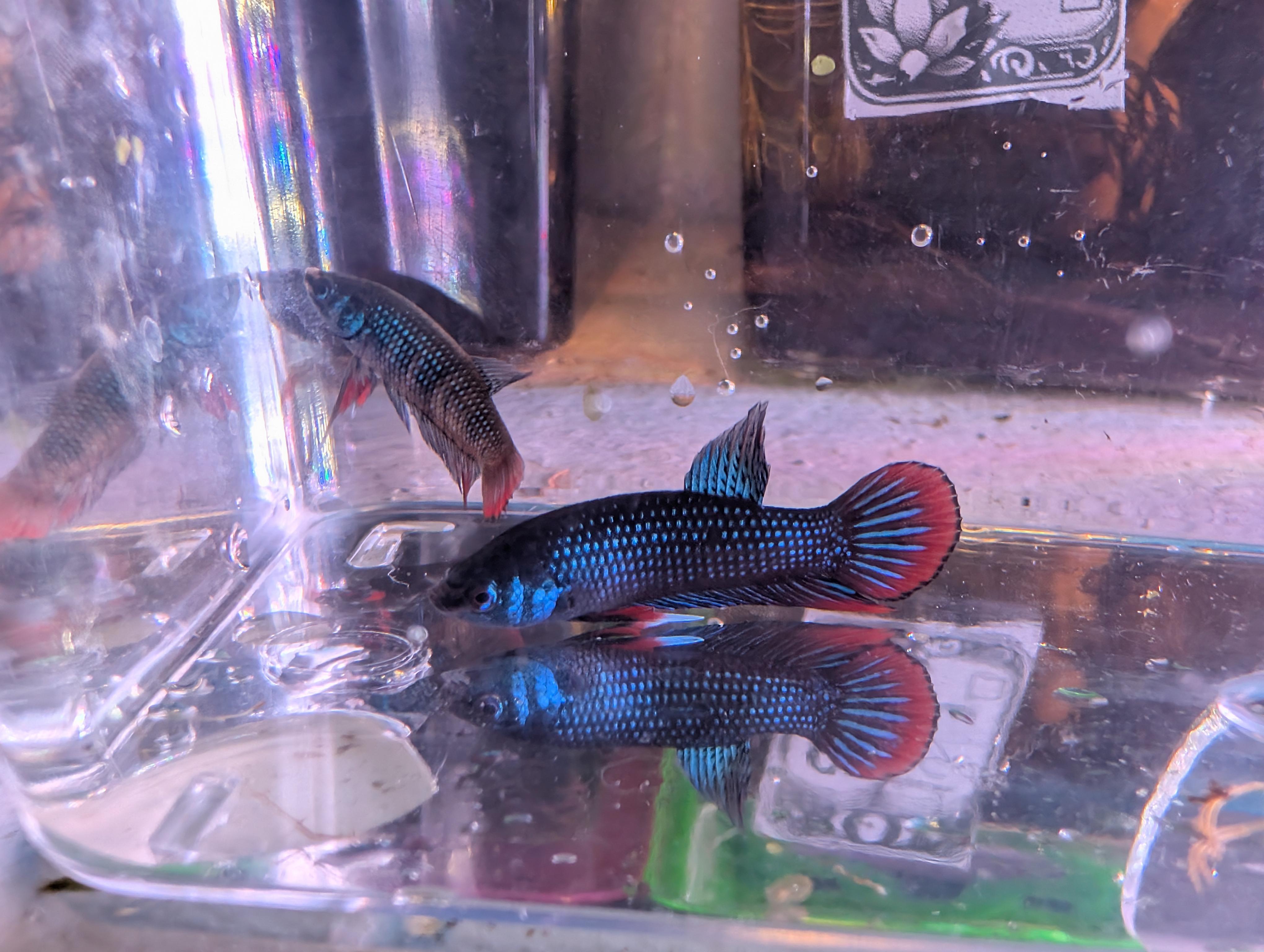 Pair Of Betta Imbelis - "Crescent Betta" - Rare Wild Betta Fish WYSIWYG listing image