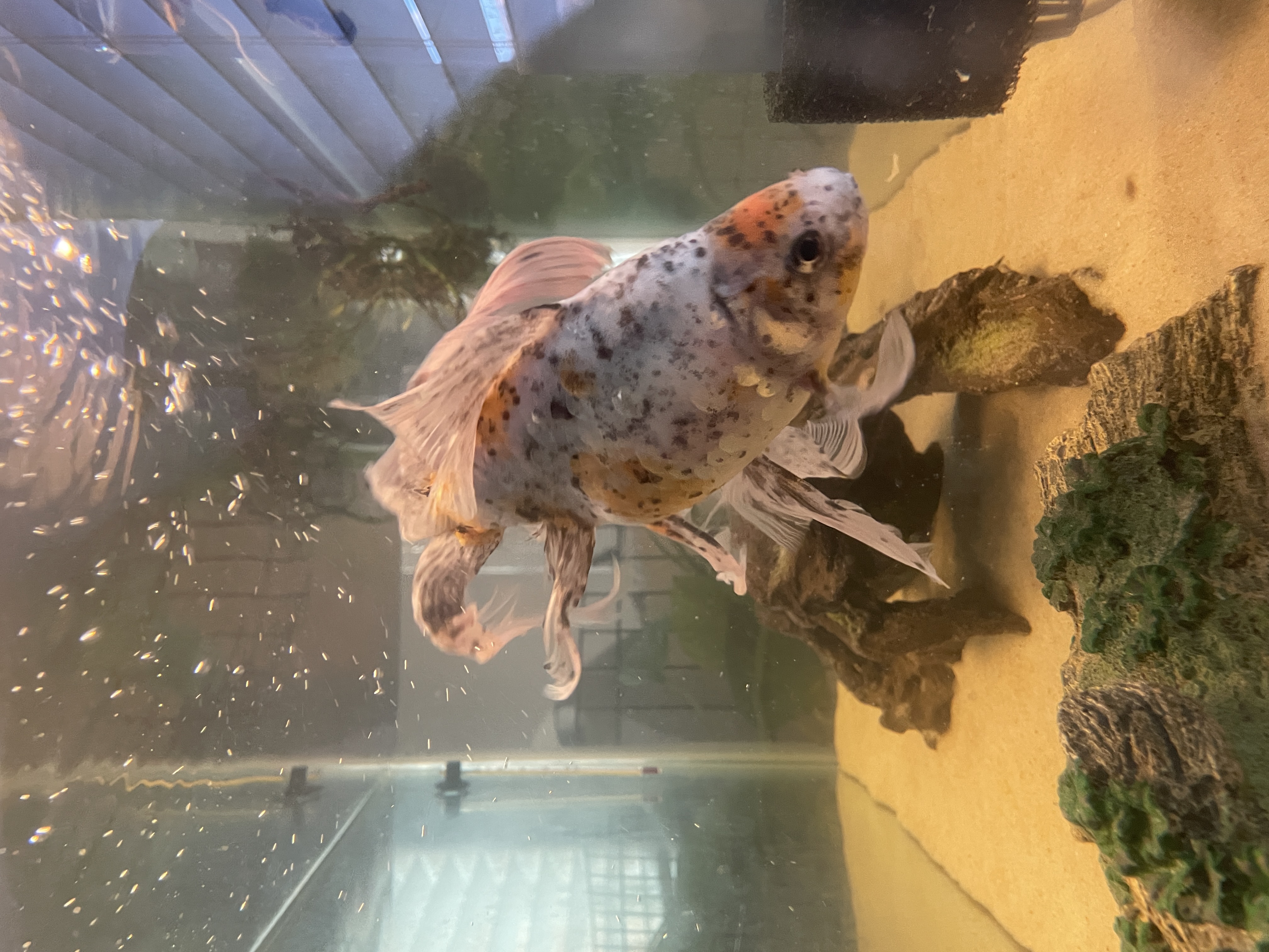 Calico Fantail (?) Goldfish - FREE listing image