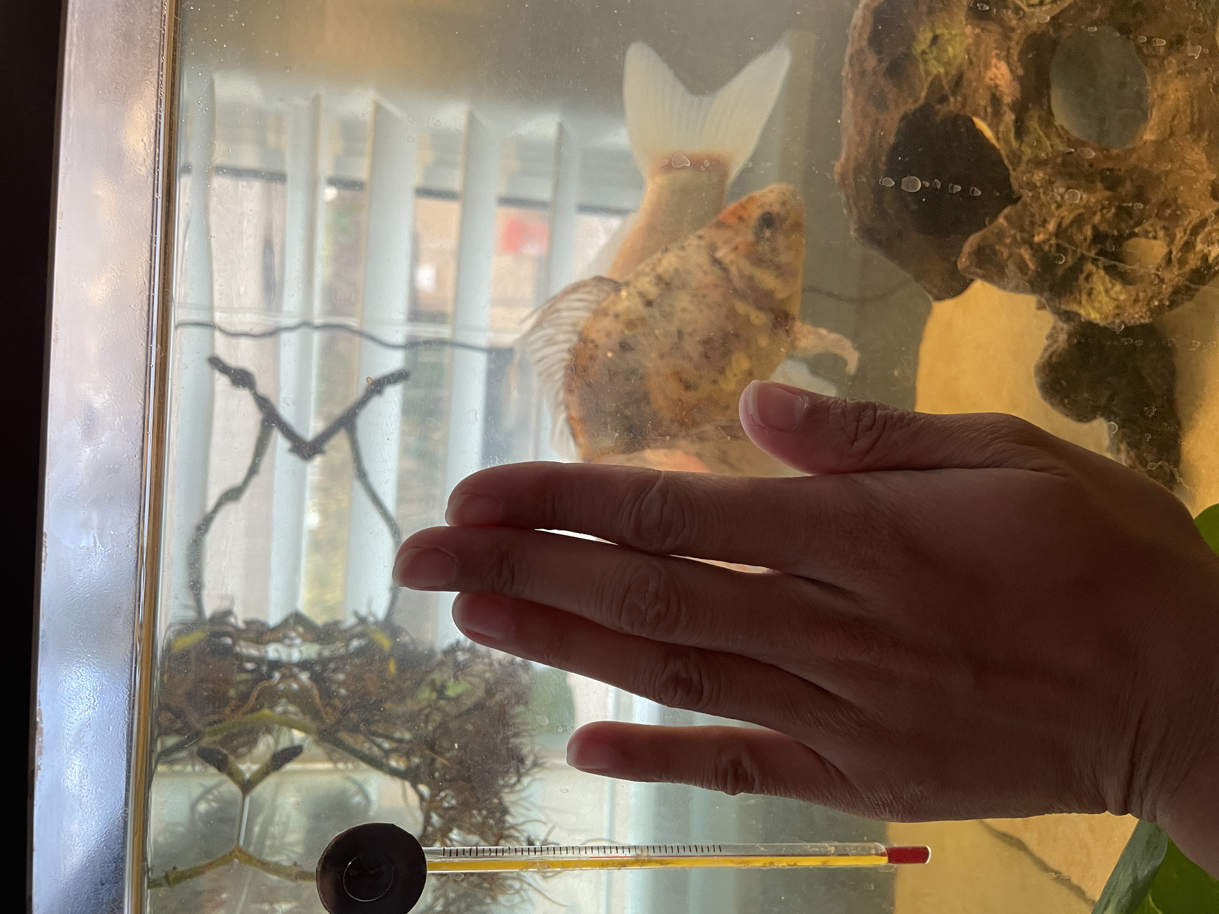 Calico Fantail (?) Goldfish - FREE listing image