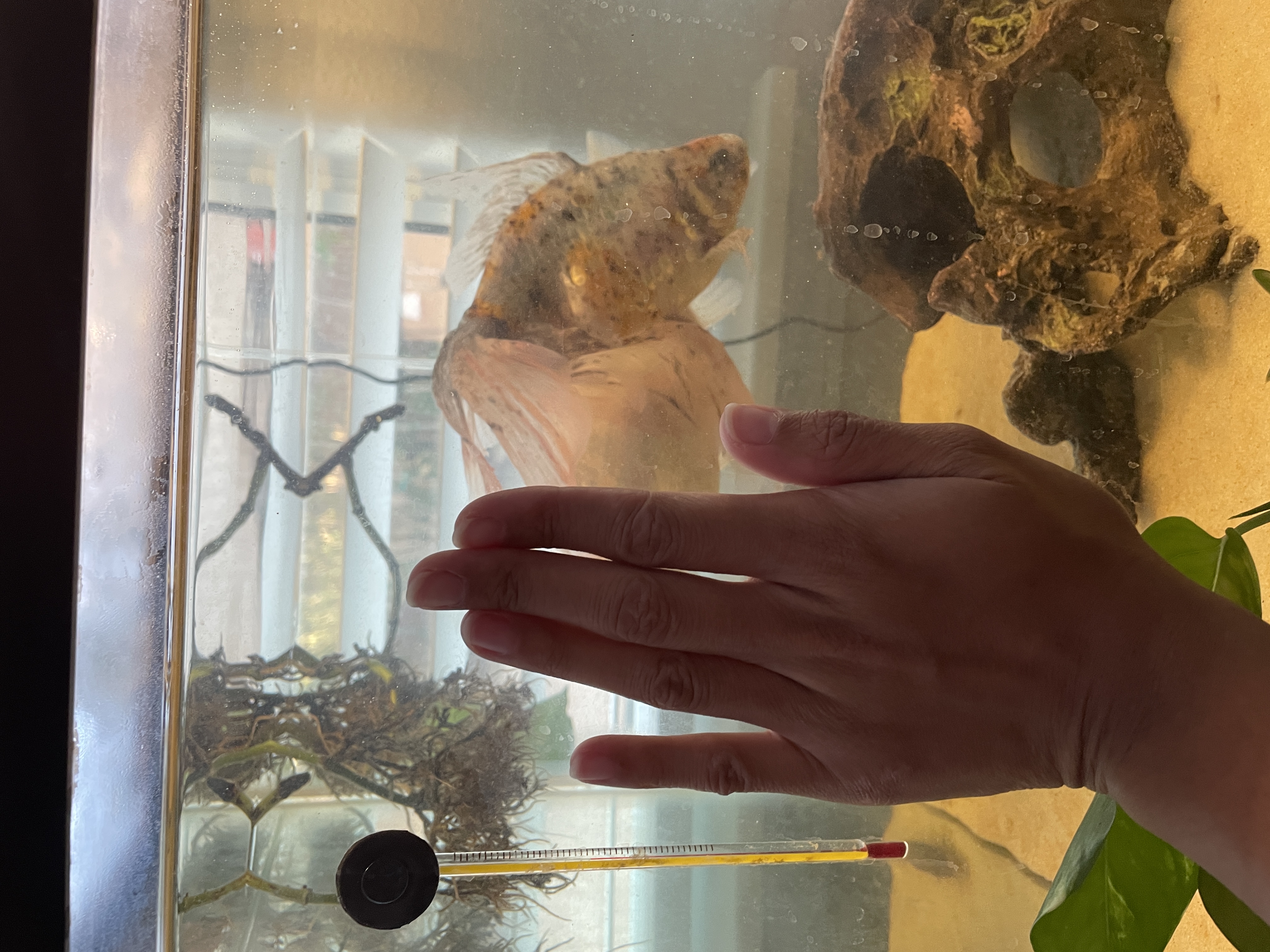 Calico Fantail (?) Goldfish - FREE listing image