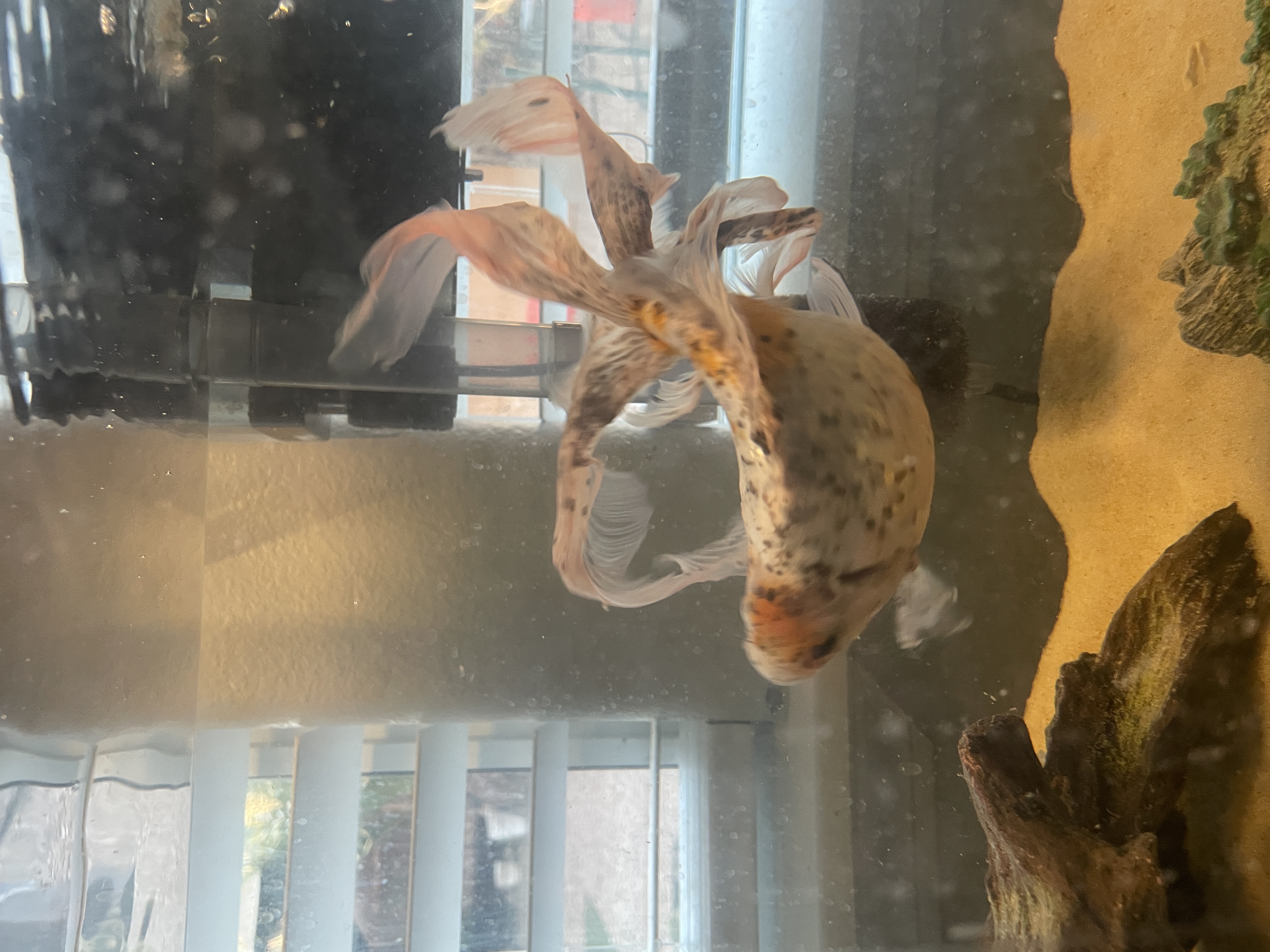 Calico Fantail (?) Goldfish - FREE listing image