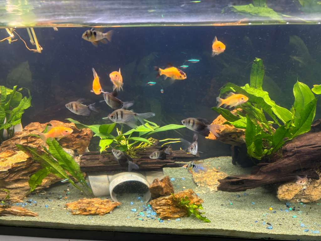Comet Gold Fish listing image