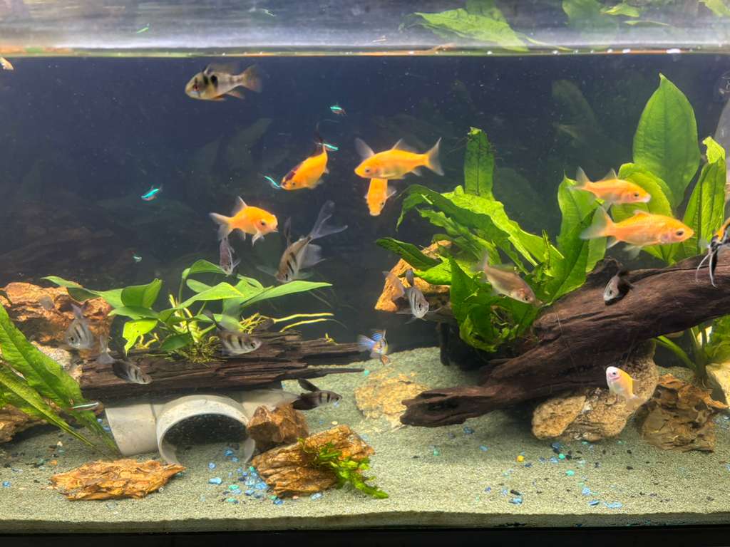 Comet Gold Fish listing image