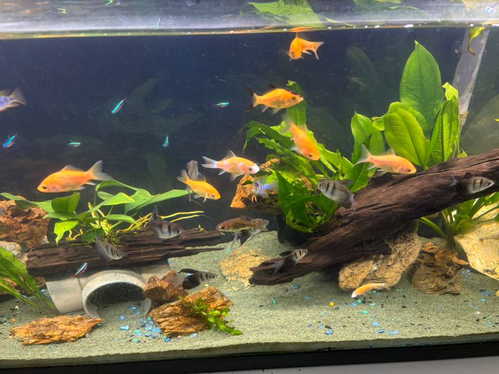 Comet Gold Fish listing image