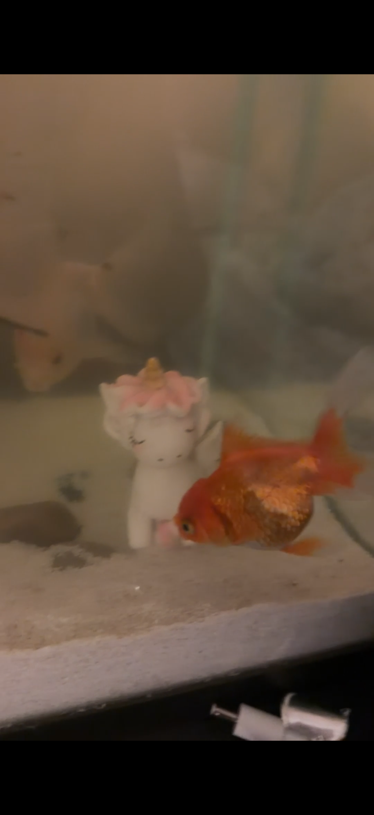 Oranda goldfish listing image