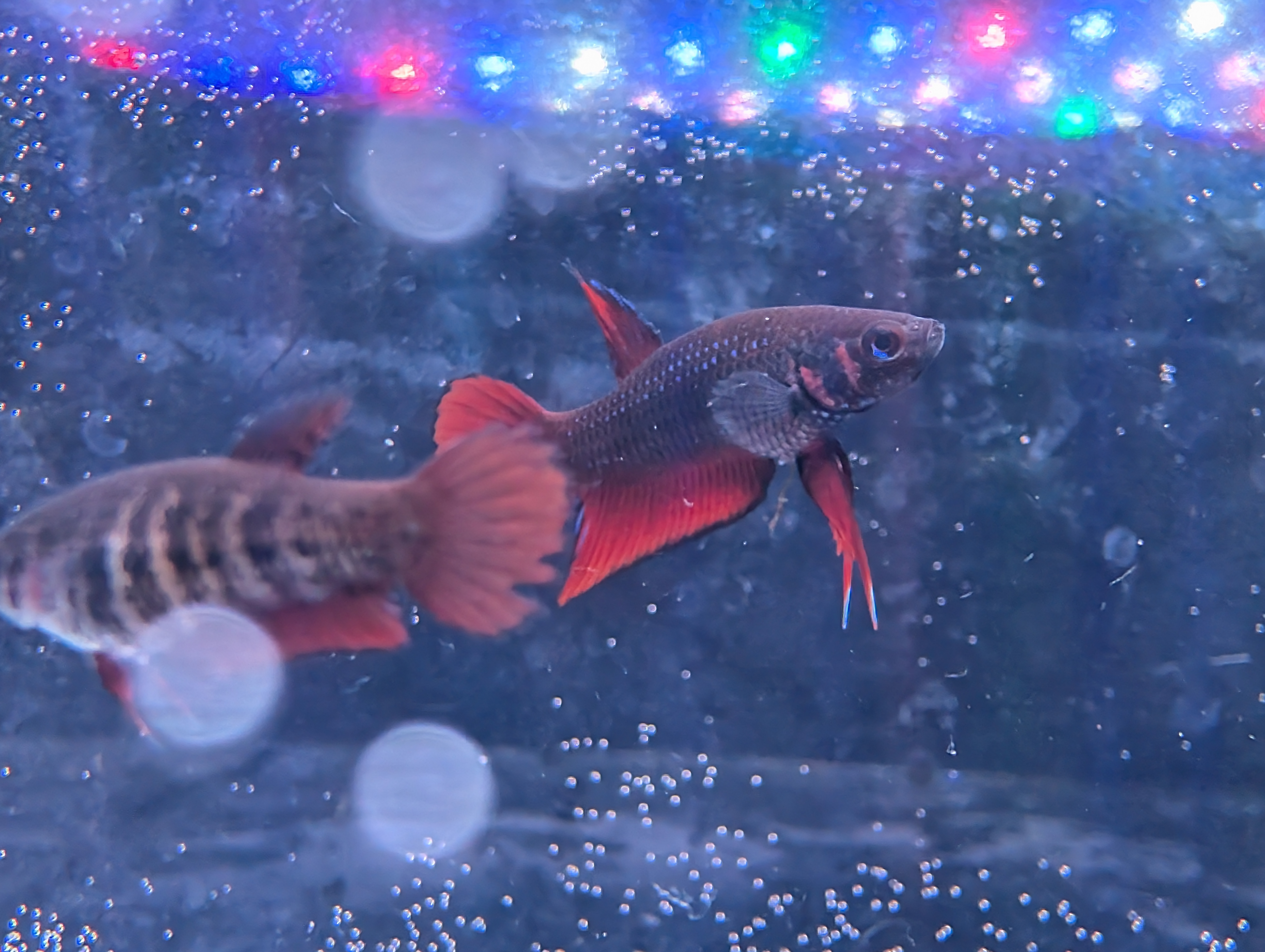Pair Of Betta Splenden - Red Wild Type- RARE wild Betta WYSIWYG listing image