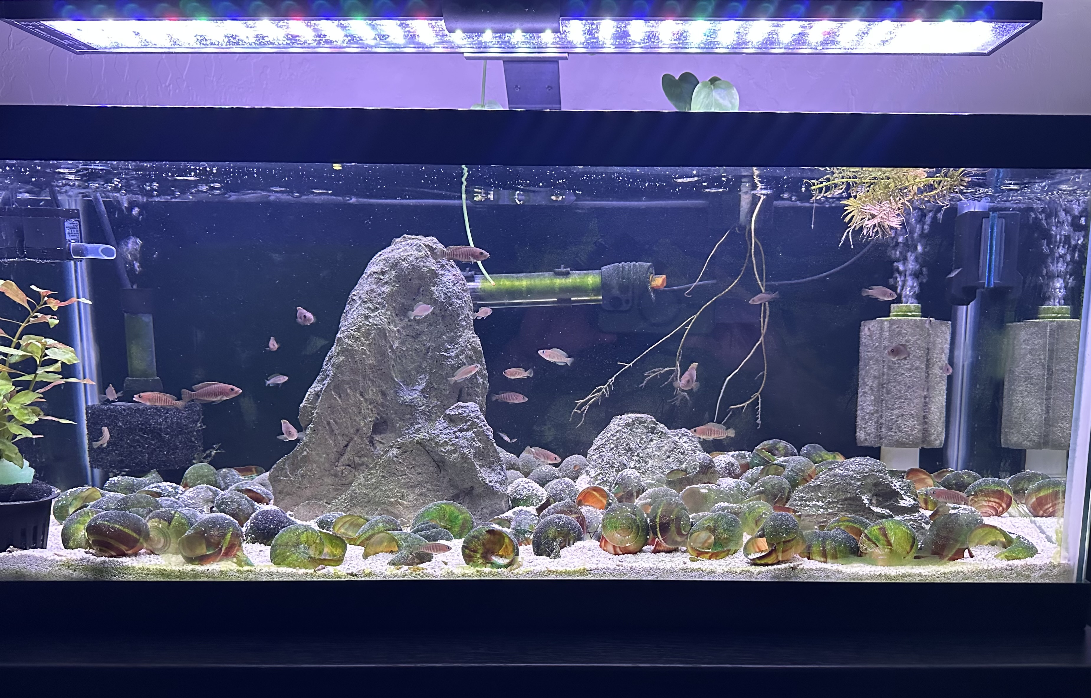 Neolamprologus multifasciatus (multis) listing image