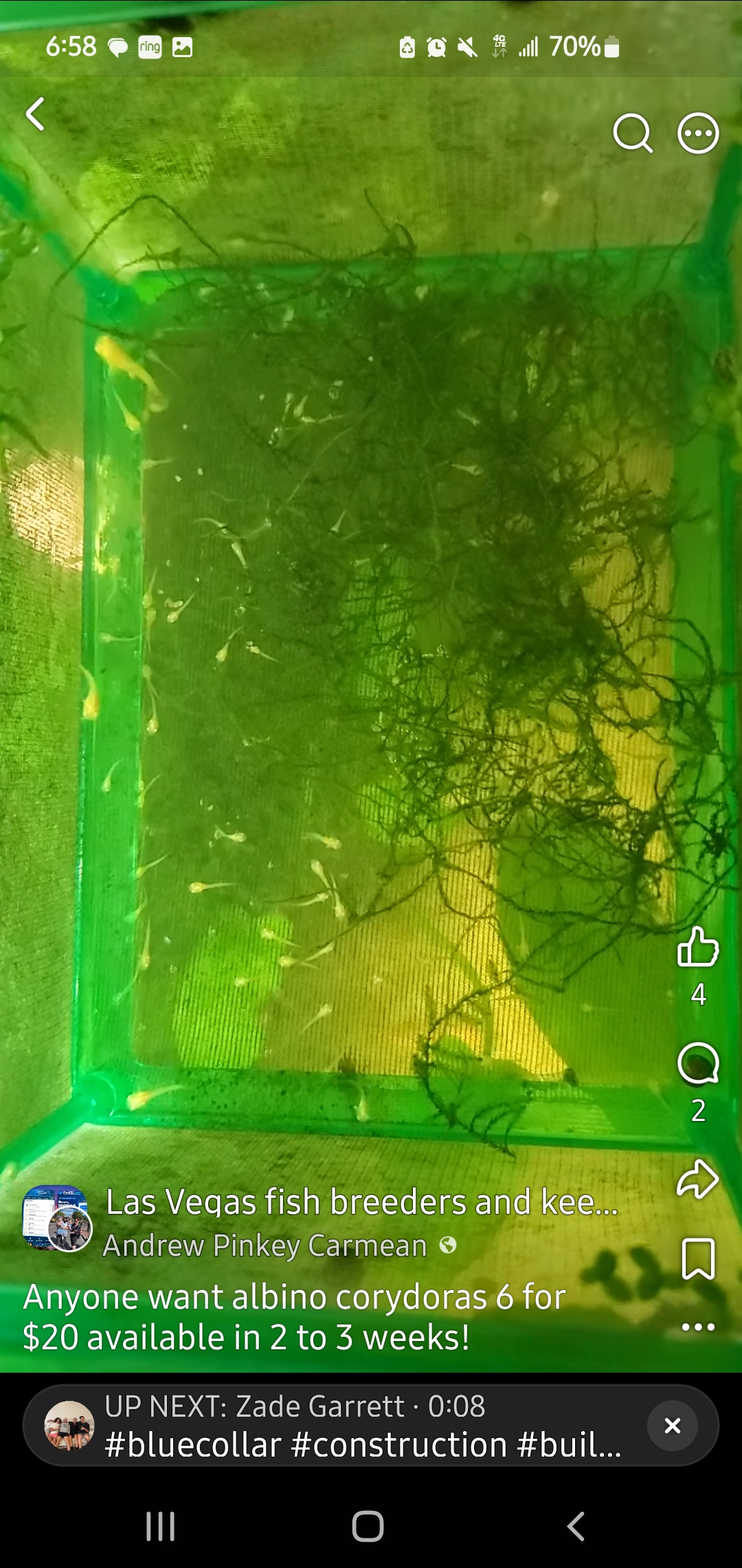 Albino corydoras listing image