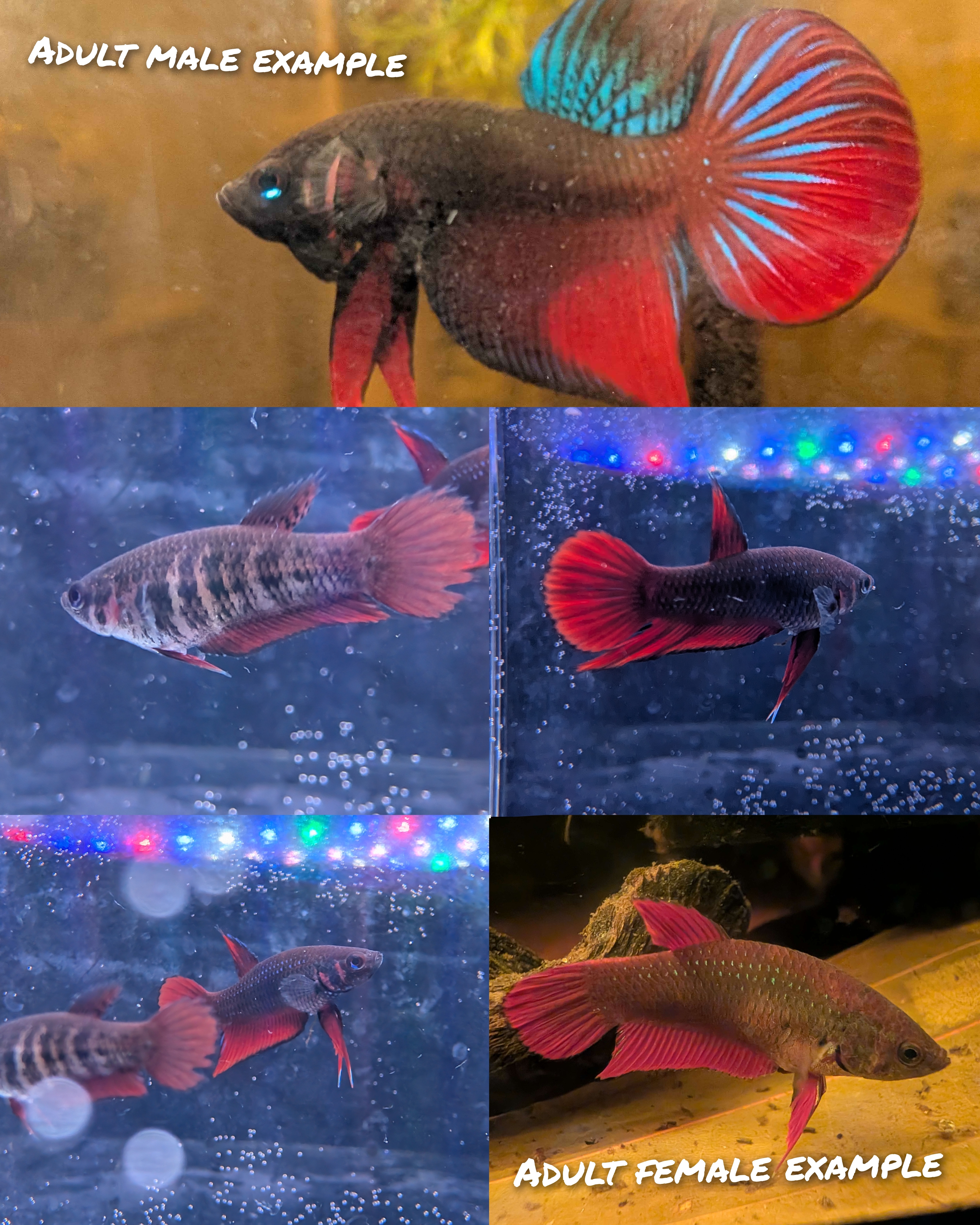 WILD betta Splenden - Original Wild Type - Frank's Bettas Line Young Fish listing image